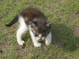 近くにいた野良の子猫