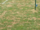 大宮サッカー場の芝